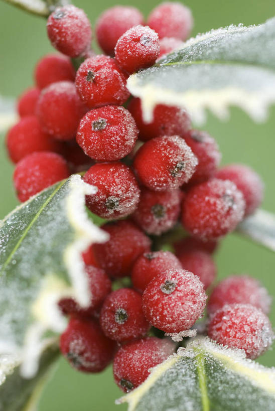 无人,竖图,室外,特写,白天,美景,植物,浆果,水果,圣诞节,景观,冬天,霜,饮食,冬青树,红色,自然,景色,摄影,锋利,尖锐,清新,荆棘,自然风光