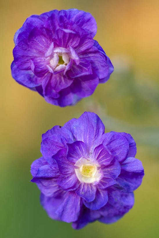 无人,竖图,室外,特写,白天,热情,美景,植物,景观,花,两个,阳光,自然,太阳花,景色,摄影,天竺葵,自然风光,牻牛儿苗