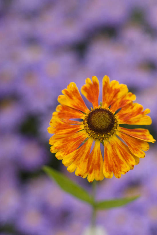 无人,竖图,室外,特写,白天,美景,植物,紫色背景,盛开,景观,花蕾,花,花瓣,花朵,鲜花,一朵,紫色,自然,花苞,花蕊,景色,摄影,清新,自然风光,堆心菊