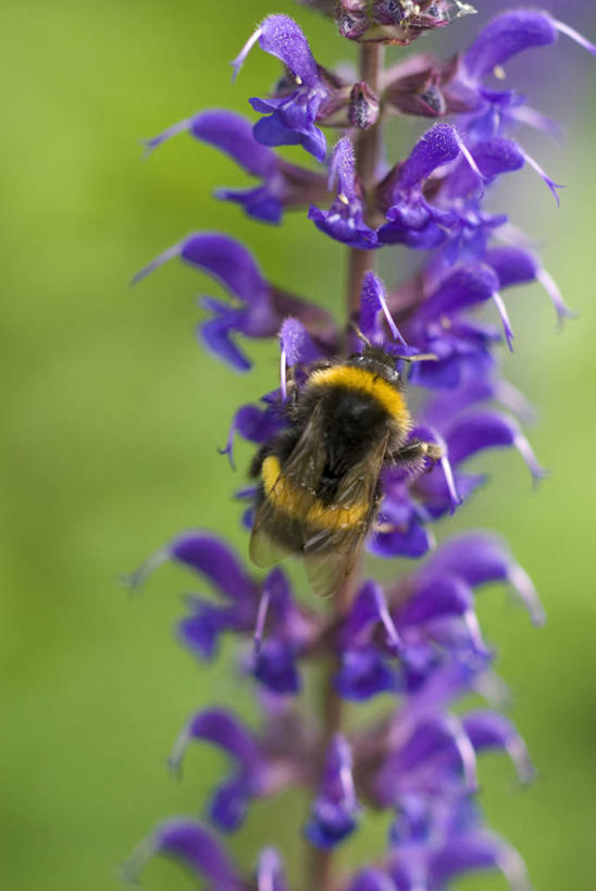 无人,竖图,室外,特写,白天,美景,植物,野生动物,蜜蜂,昆虫,景观,花,紫色,自然,景色,摄影,鼠尾草,清新,自然风光,大黄蜂