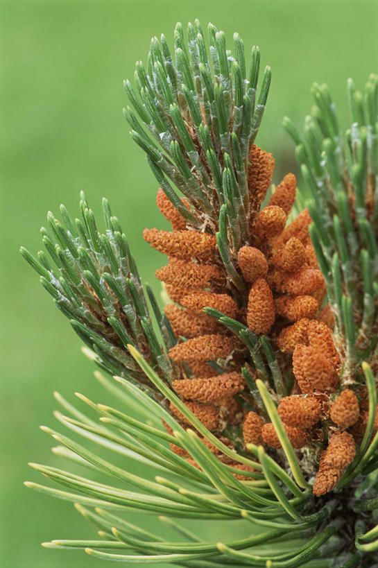 无人,竖图,室外,特写,白天,美景,植物,松树,景观,自然,景色,摄影,清新,自然风光,杉树,常绿树