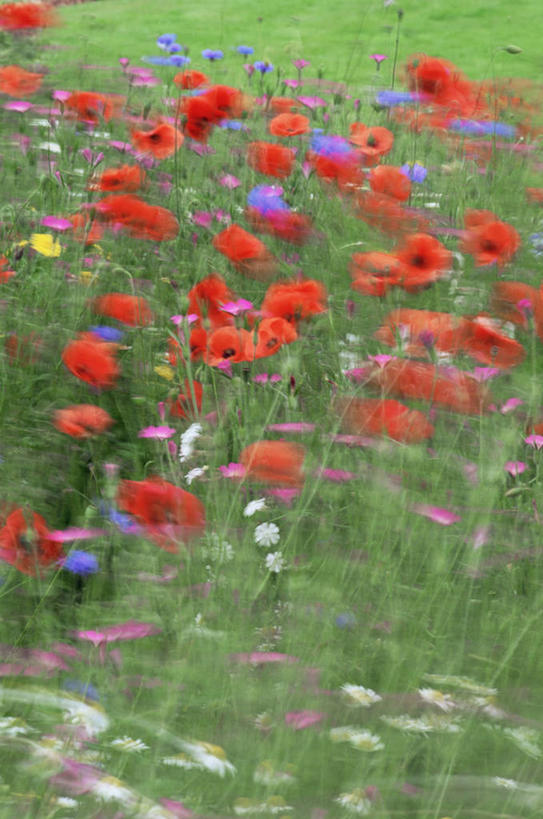 无人,竖图,室外,白天,背景,草地,美景,植物,风,景观,野花,花,自然,景色,摄影,清新,自然风光,矢车菊,柔焦