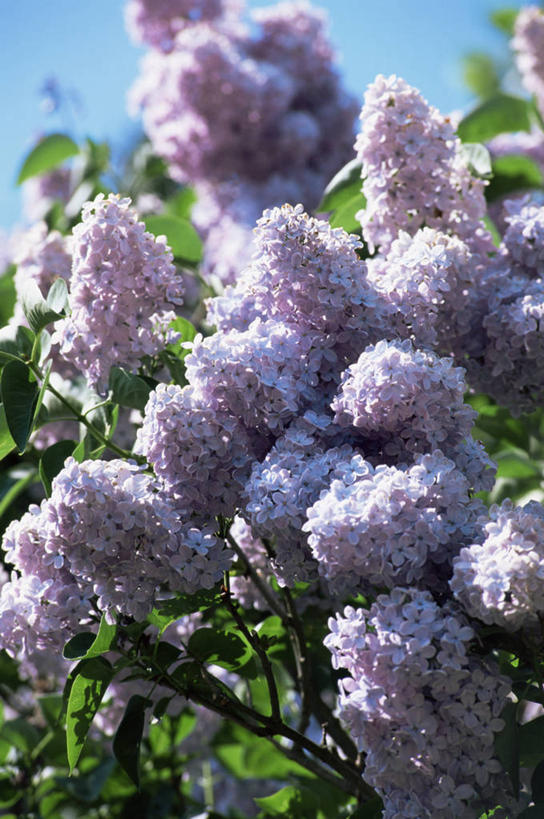 无人,竖图,室外,特写,白天,美景,植物,丁香花,景观,花,紫色,自然,春天,景色,摄影,生长,灌木,清新,自然风光