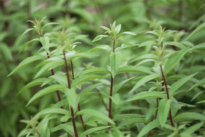 无人,横图,室外,特写,白天,美景,植物,叶子,景观,绿色,自然,景色,摄影,生长,草本,清新,自然风光,健康食物,防臭木,全画面,全框架,全帧,全画幅
