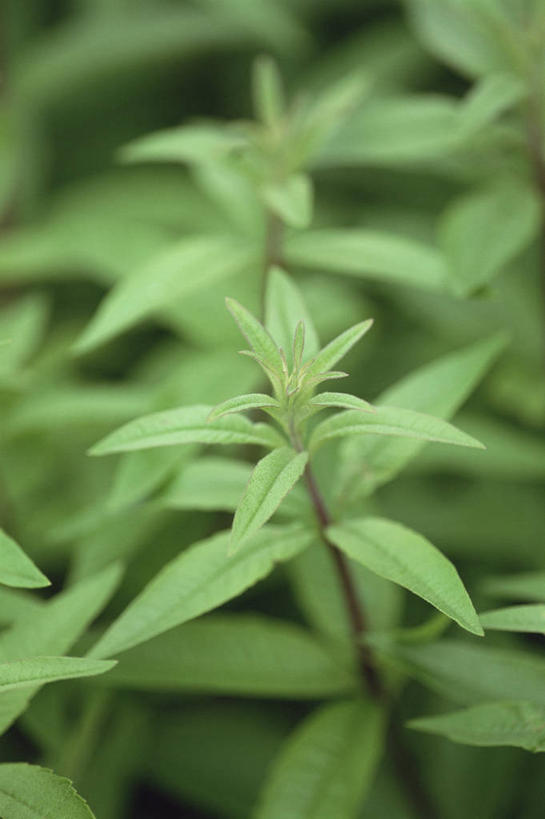 无人,竖图,室外,特写,白天,美景,植物,叶子,景观,饮食,绿色,自然,景色,摄影,生长,草本,清新,自然风光,防臭木