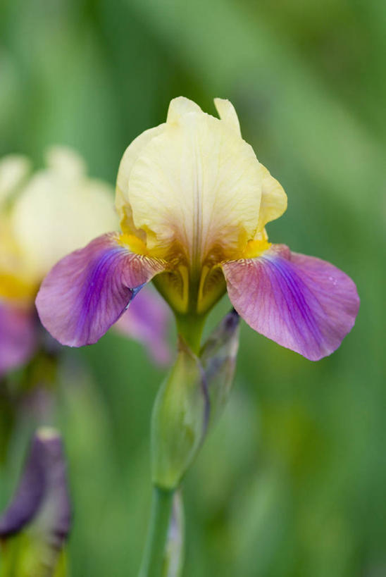 无人,竖图,室外,特写,白天,美景,植物,景观,花,自然,景色,摄影,鸢尾,清新,自然风光