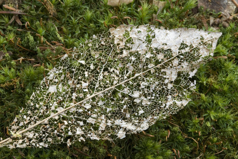 无人,横图,室外,特写,白天,美景,植物,透明,景观,一个,自然,景色,摄影,单个,腐烂,脆弱,自然风光