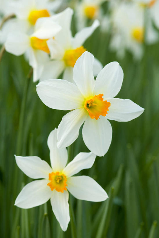 无人,竖图,室外,特写,白天,美景,植物,水仙花,景观,花,白色,自然,春天,景色,摄影,生长,清新,自然风光