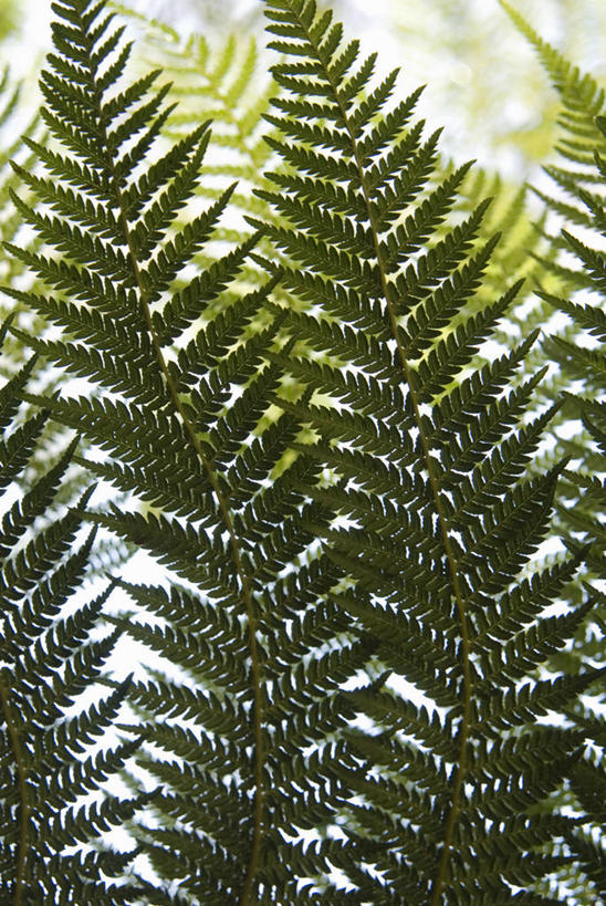 无人,竖图,室外,特写,白天,美景,植物,叶子,景观,自然,景色,摄影,生长,清新,自然风光,肌理,复叶