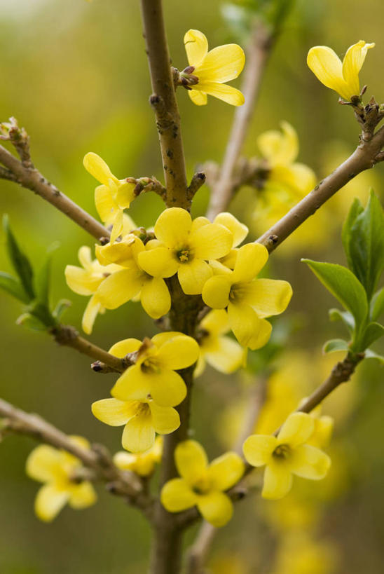 无人,竖图,室外,特写,白天,美景,植物,连翘,景观,花,黄色,自然,景色,摄影,清新,自然风光,青翘,落翘,连壳,黄奇丹,黄花条