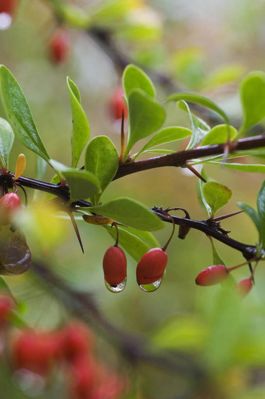 无人,竖图,室外,特写,白天,美景,植物,浆果,水果,景观,水滴,饮食,红色,自然,雨滴,景色,摄影,生长,清新,荆棘,自然风光,日本小檗