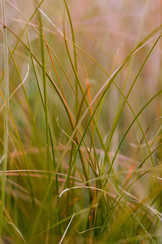 无人,竖图,室外,特写,白天,背景,美景,植物,景观,自然,景色,摄影,生长,清新,自然风光,莎草,全画面,全框架,全帧,全画幅