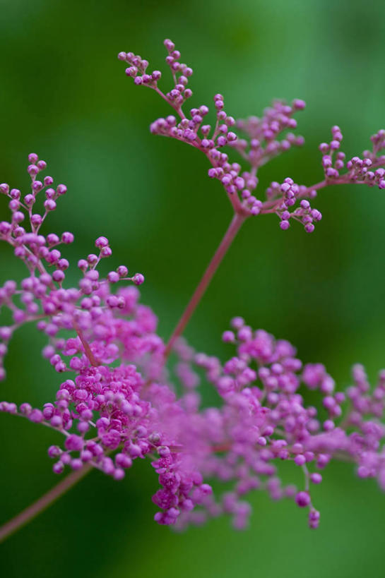 无人,竖图,彩色,室外,特写,白天,美景,植物,绣线菊,景观,花,粉色,自然,祈福,景色,摄影,五颜六色,色彩斑斓,清新,自然风光,努力,五彩缤纷,五彩斑斓,五光十色,蚂蝗梢
