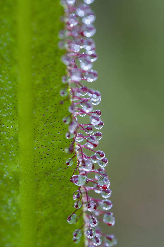 无人,竖图,室外,特写,白天,美景,植物,景观,绿色,自然,景色,摄影,生长,成长,自然风光,茅膏菜