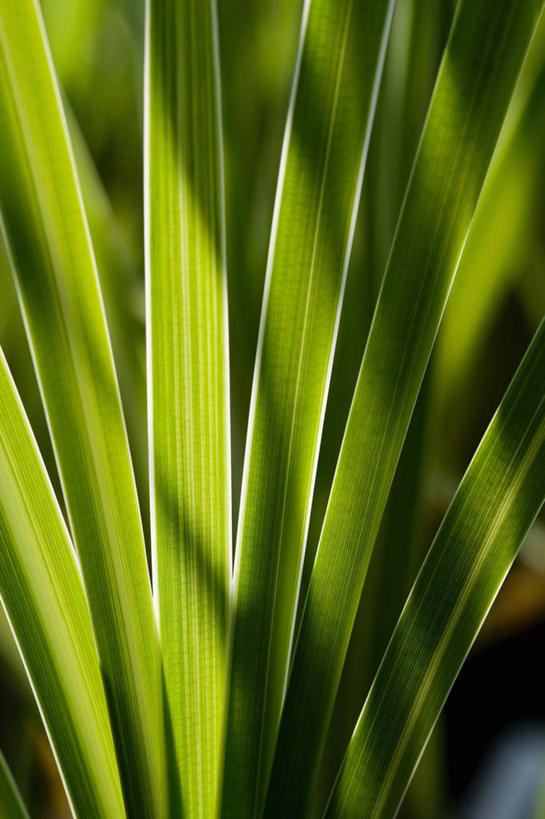 无人,竖图,室外,特写,白天,背景,美景,植物,叶子,景观,绿色,自然,景色,摄影,生长,清新,自然风光,香蒲