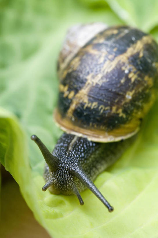 无人,竖图,室外,特写,白天,美景,植物,野生动物,贝壳,蜗牛,景观,自然,动物,景色,愤怒,摄影,自然风光,害虫