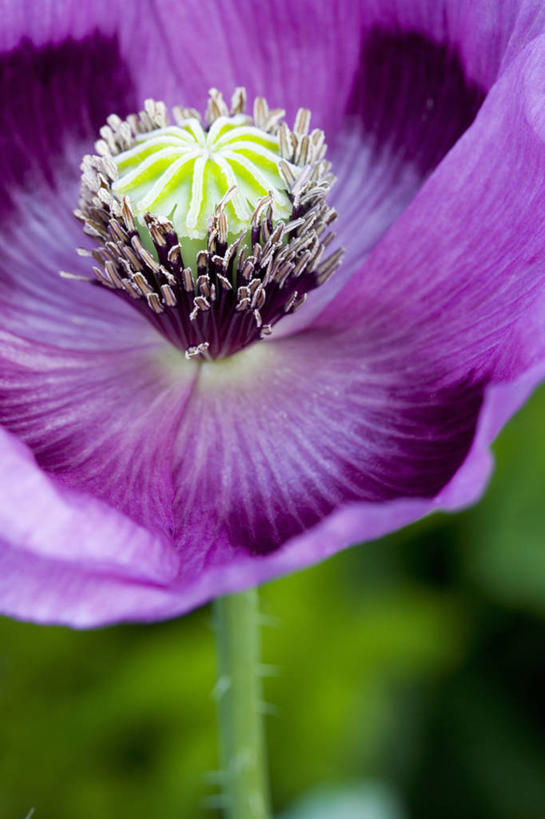 无人,竖图,室外,特写,白天,美景,植物,罂粟,景观,花,紫色,自然,景色,摄影,清新,自然风光