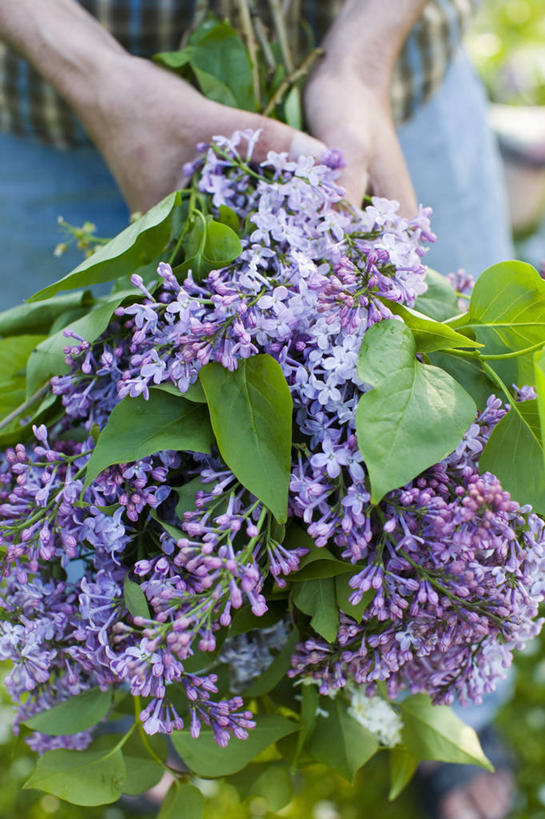 中年人,手,一个人,竖图,室外,特写,白天,正面,美景,植物,丁香花,景观,园艺,花,紫色,自然,春天,景色,人体,摄影,部分,清新,自然风光