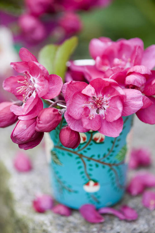 无人,竖图,室外,特写,白天,美景,植物,静物,景观,花,花朵,粉色,自然,花束,景色,摄影,清新,自然风光,苹果花