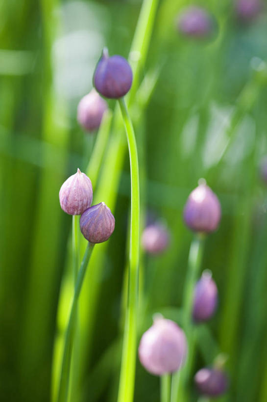 无人,竖图,室外,特写,白天,美景,植物,景观,花蕾,饮食,花,粉色,自然,景色,摄影,生长,细香葱,草本,清新,自然风光,全画面,全框架,全帧,全画幅
