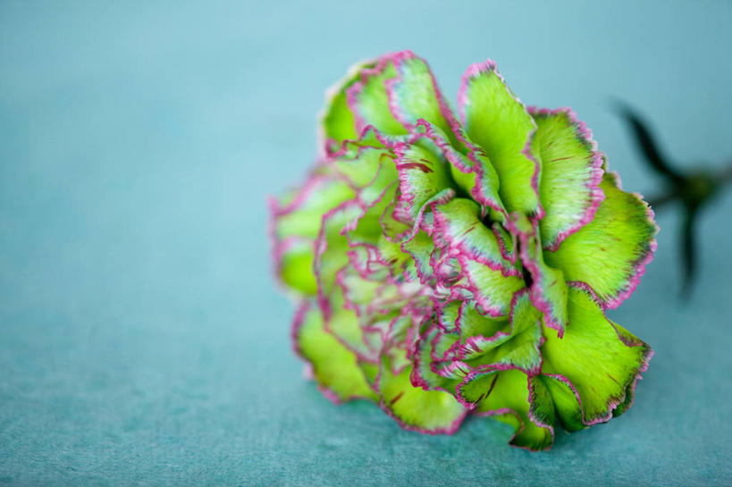 无人,横图,室内,特写,白天,美景,植物,景观,凌乱,美丽,花,花瓣,一个,绿色,自然,花束,景色,摄影,单个,清新,自然风光,荷兰石竹,大胆,热心,洛阳花,石竹,彩图,石菊,石竹子花,绣竹,中国石竹,中国沼竹