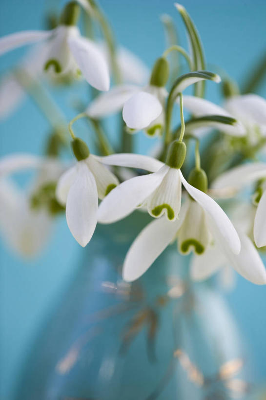 无人,竖图,室内,特写,白天,美景,植物,静物,花瓶,景观,花,白色,自然,花束,景色,摄影,脆弱,清新,自然风光,雪花莲,影棚拍摄