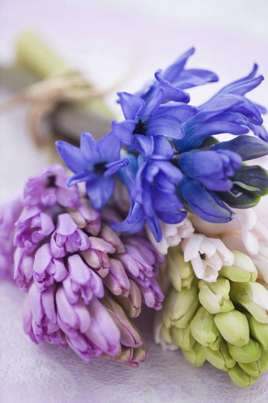 无人,竖图,室内,特写,白天,美景,植物,风信子,静物,景观,花,自然,花束,香水,景色,摄影,清新,自然风光,影棚拍摄