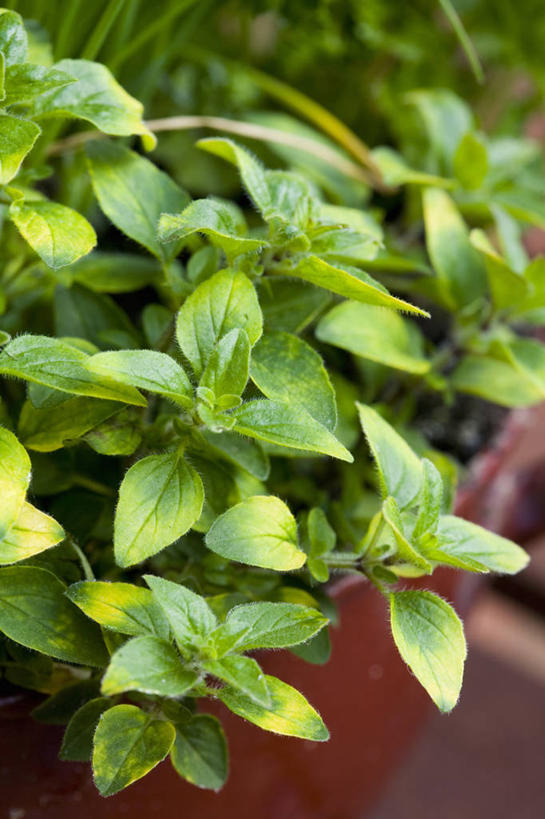 无人,竖图,室外,特写,白天,美景,植物,叶子,景观,饮食,绿色,自然,景色,摄影,有机食品,草本,清新,自然风光,墨角兰