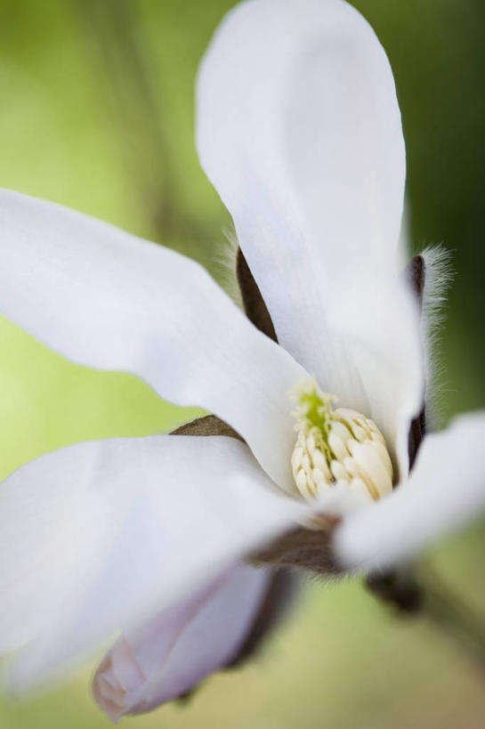 无人,竖图,室外,特写,白天,美景,植物,玉兰花,景观,花,花瓣,白色,自然,景色,摄影,清新,自然风光,辛夷,木兰花,玉兰,应春花,木兰,白玉兰,玉树,望春,玉堂春