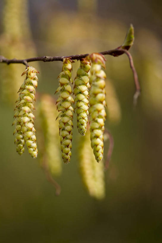无人,竖图,室外,特写,白天,美景,植物,景观,花,自然,景色,摄影,生长,清新,自然风光,穗,角树,褪色柳