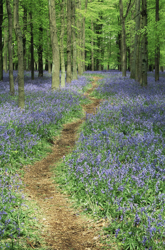 无人,竖图,室外,白天,美景,植物,弯曲,景观,小路,花,蓝色,紫色,自然,春天,景色,摄影,清新,自然风光,野风信子,铅