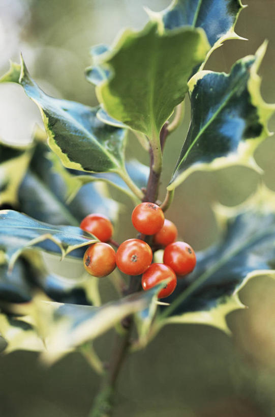 无人,竖图,室外,特写,白天,美景,植物,浆果,水果,景观,饮食,冬青树,红色,自然,景色,摄影,灌木,锋利,尖锐,荆棘,自然风光