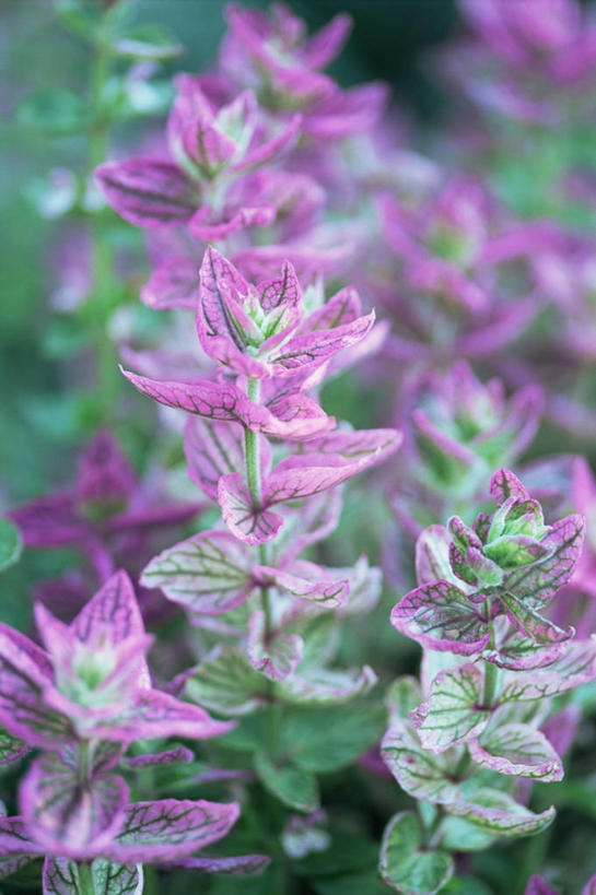 无人,竖图,室外,特写,白天,美景,植物,景观,花,粉色,自然,景色,摄影,鼠尾草,自然风光