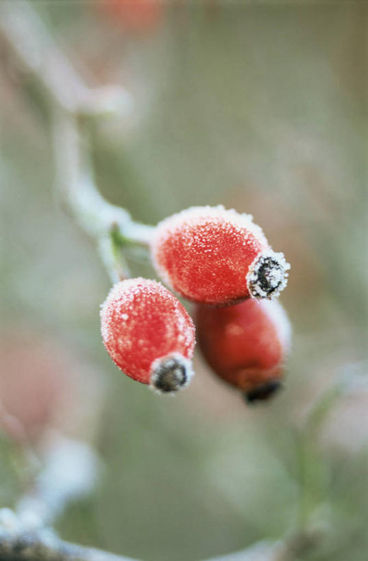 无人,竖图,室外,特写,白天,美景,植物,浆果,景观,冬天,霜,饮食,红色,自然,景色,摄影,臀,自然风光,蔷薇果