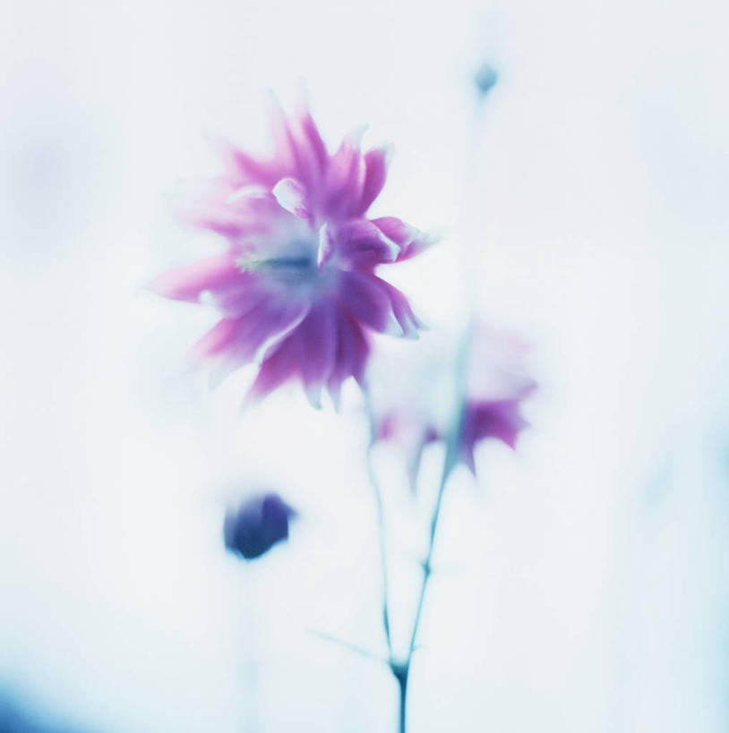 无人,竖图,室外,特写,白天,美景,植物,景观,花,花瓣,粉色,自然,景色,摄影,清新,自然风光,耧斗菜