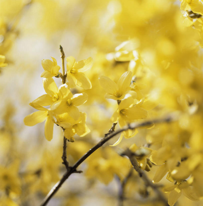 无人,竖图,室外,特写,白天,美景,植物,连翘,景观,花,黄色,自然,春天,景色,摄影,灌木,自然风光,青翘,落翘,连壳,黄奇丹,黄花条