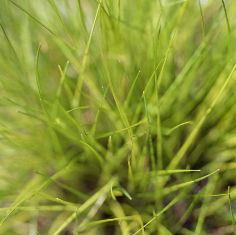 室外,白天,背景,美景,植物,叶子,景观,稻草,草,绿色,自然,景色,摄影,生长,清新,自然风光,开端