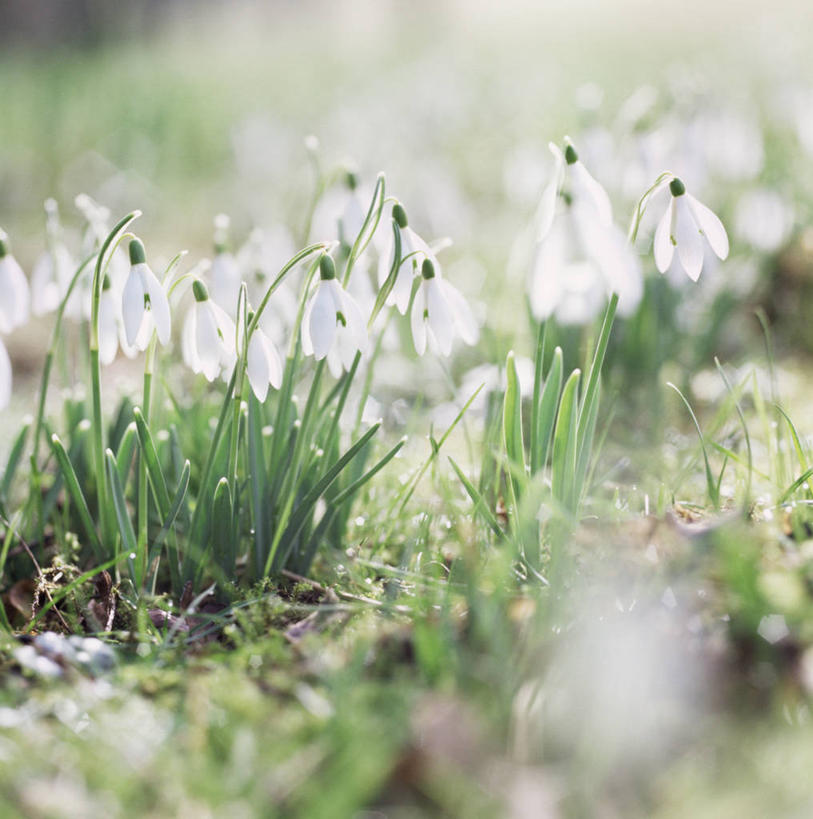 无人,竖图,室外,特写,白天,美景,植物,日光,景观,花,白色,自然,景色,摄影,清新,自然风光,雪花莲