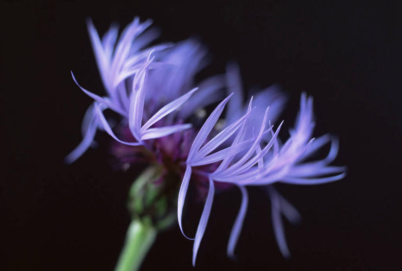 无人,横图,室外,特写,白天,美景,植物,黑色背景,盛开,景观,花蕾,花,花瓣,花朵,鲜花,一朵,紫色,自然,花苞,花蕊,景色,摄影,清新,自然风光,矢车菊,山矢车菊