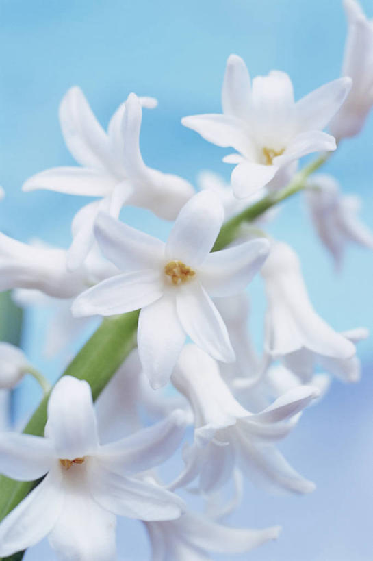 无人,竖图,特写,美景,植物,风信子,景观,花,白色,自然,景色,摄影,清新,自然风光,纯净,影棚拍摄