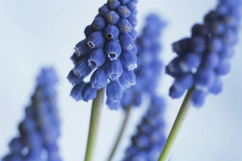 无人,横图,室外,特写,白天,美景,植物,蓝色背景,景观,花,蓝色,自然,景色,摄影,清新,自然风光,葡萄风信子