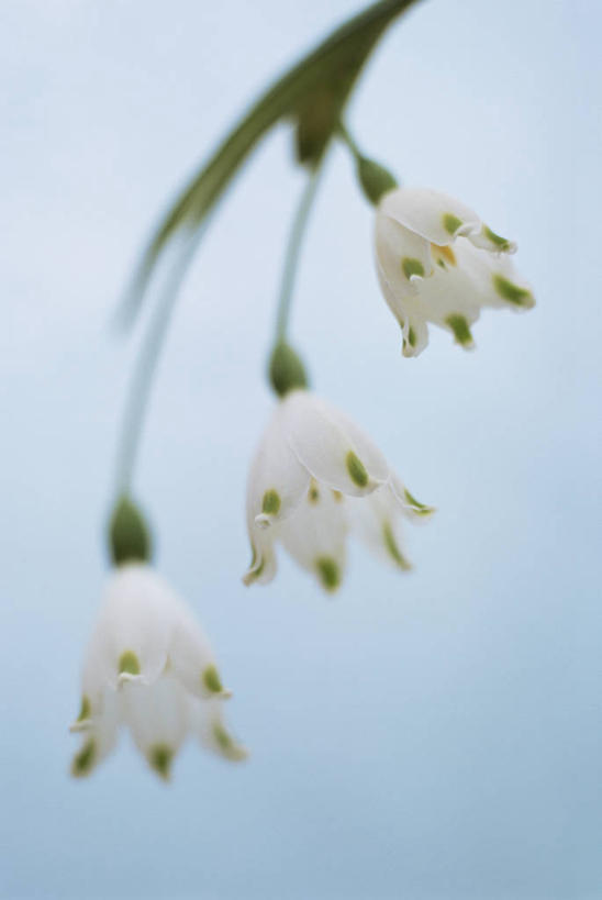 无人,竖图,特写,美景,植物,蓝色背景,景观,雪花,花,三个,白色,自然,春天,景色,摄影,清新,自然风光,影棚拍摄