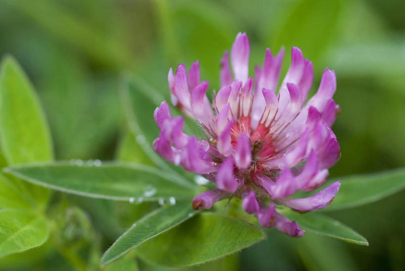 无人,横图,室外,特写,白天,幸福,美景,植物,景观,三叶草,野花,花,花瓣,一个,粉色,自然,景色,摄影,生长,单个,环境,草本,清新,自然风光,柔焦,车轴草,苜蓿,彩图,全画面,全框架,全帧,全画幅