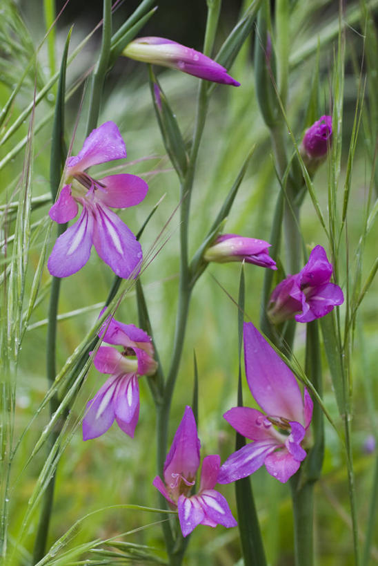 无人,竖图,室外,白天,美景,植物,景观,花,花瓣,粉色,自然,景色,摄影,剑兰,环境,自然风光,彩图,全画面,全框架,全帧,全画幅