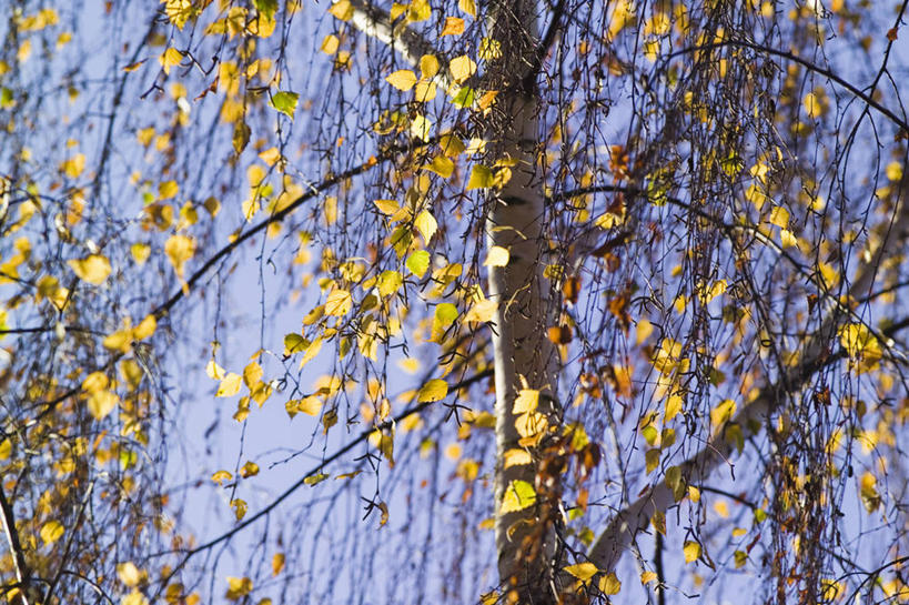 横图,彩色,室外,白天,美景,太阳,植物,白桦树,叶子,日光,景观,枝,树,树干,黄色,蓝色,天空,自然,景色,季节,转,摄影,白桦,生长,五颜六色,环境,色彩斑斓,自然风光,改变,五彩缤纷,落叶树,五彩斑斓,五光十色,秋天,彩图,全画面,全框架,全帧,全画幅