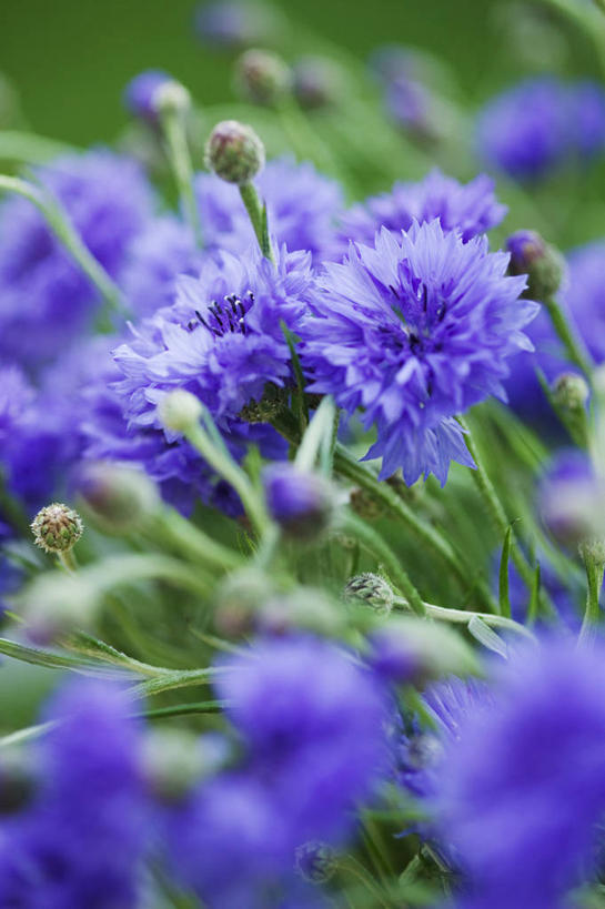 无人,竖图,室外,特写,白天,留白,美景,植物,景观,花,花瓣,蓝色,自然,夏天,景色,摄影,环境,清新,自然风光,矢车菊,彩图,全画面,全框架,全帧,全画幅