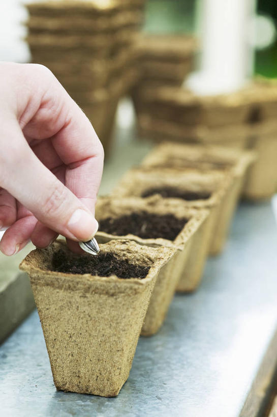 成年人,手,一个人,竖图,室内,特写,白天,侧面,美景,向日葵,微生物,花盆,仅一个女性,一排,种植,朦胧,模糊,整齐,分离,景观,泥土,园艺,种子,排列,自然,春天,景色,播种,人体,摄影,生长,部分,环境,纤维,队列,自然风光,分解,开端,女人,女性,彩图,全画面,全框架,全帧,全画幅,降解,生物降解,生物降解材料