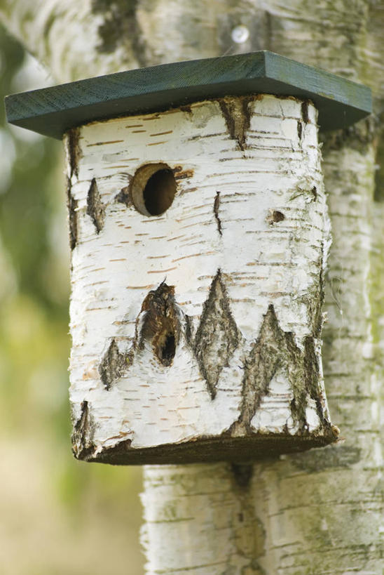 无人,竖图,室外,特写,白天,留白,美景,白桦树,野生动物,木制,鸟类,材料,房屋,庭院,洞,景观,树皮,笼子,鸟笼,树,树干,一个,自然,景色,摄影,白桦,单个,环境,住房,圆木,自然风光,落叶树,板条箱,彩图,全画面,全框架,全帧,全画幅