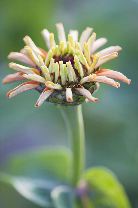 无人,竖图,室外,特写,白天,留白,美景,植物,开,盛开,花坛,景观,鱼尾菊,花蕾,花,花瓣,花朵,鲜花,一朵,一个,自然,夏天,花苞,花蕊,打开,橙色,桃,景色,摄影,生长,单个,环境,开启,清新,显现,自然风光,发展,苍白,开端,彩图