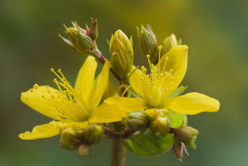无人,横图,室外,特写,白天,留白,美景,植物,药,景观,草药,花,花瓣,黄色,自然,医疗用品,景色,摄影,环境,草本,自然风光,柔焦,彩图,多年生植物
